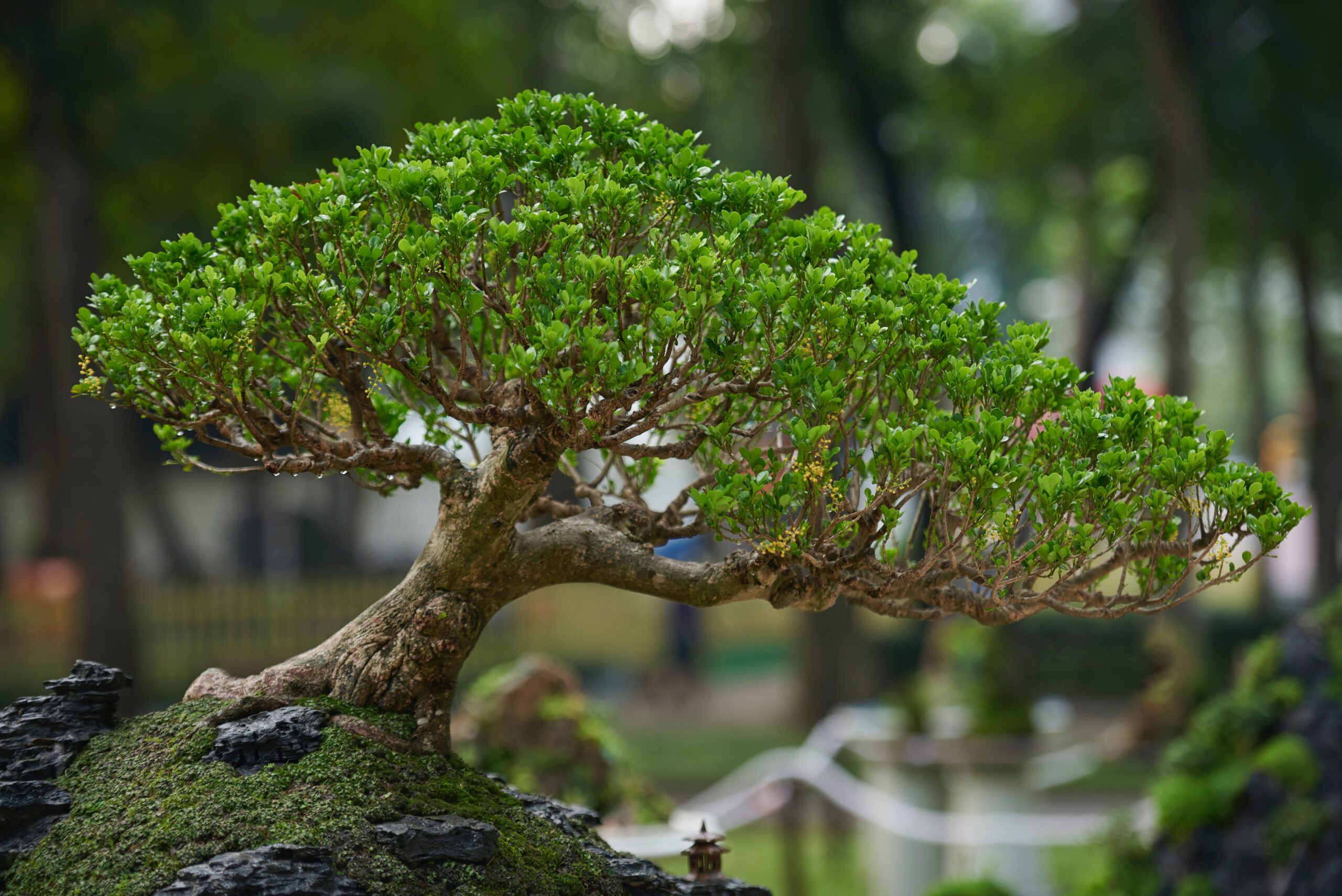 Yamadori bonsai