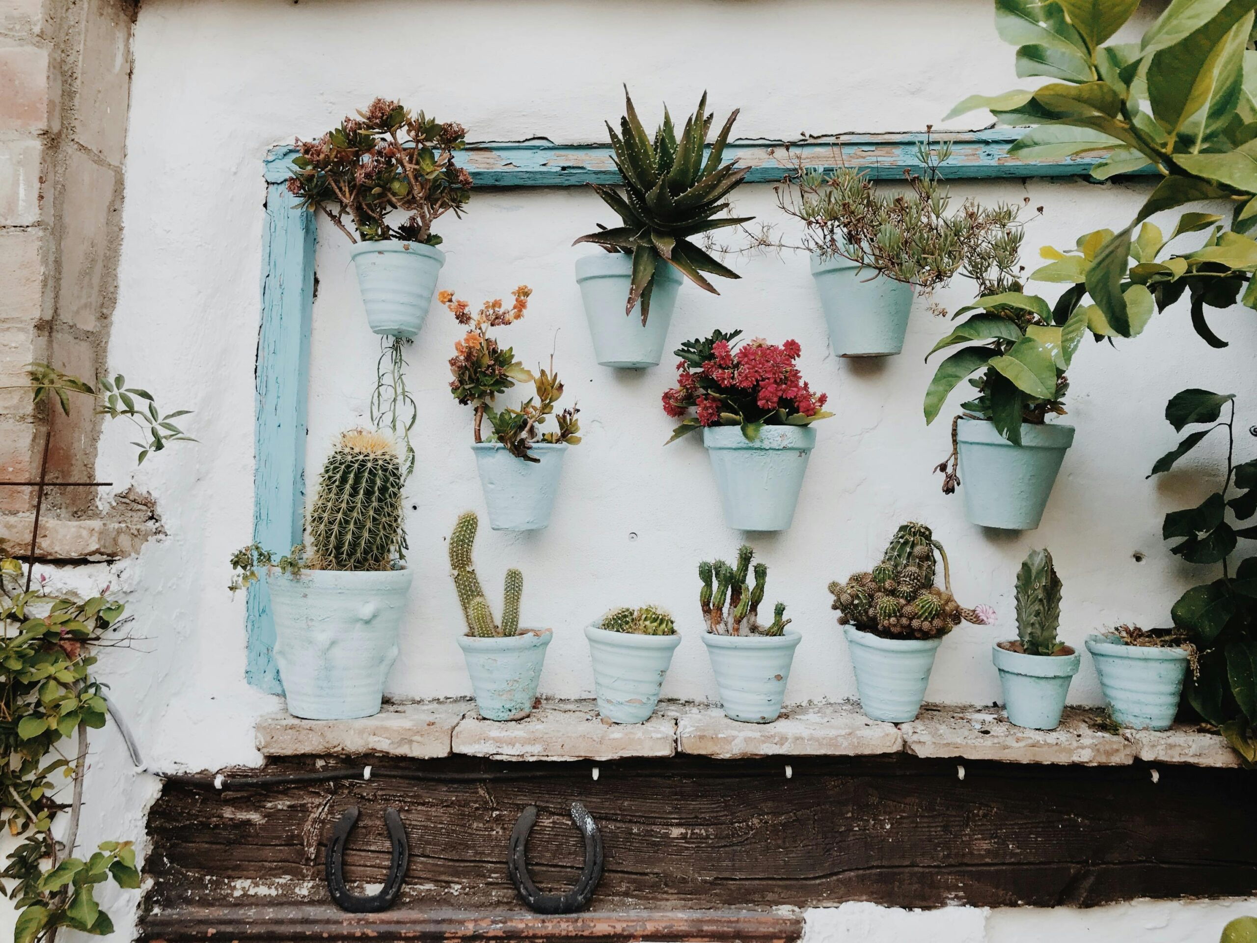 Plants in pot on the wall